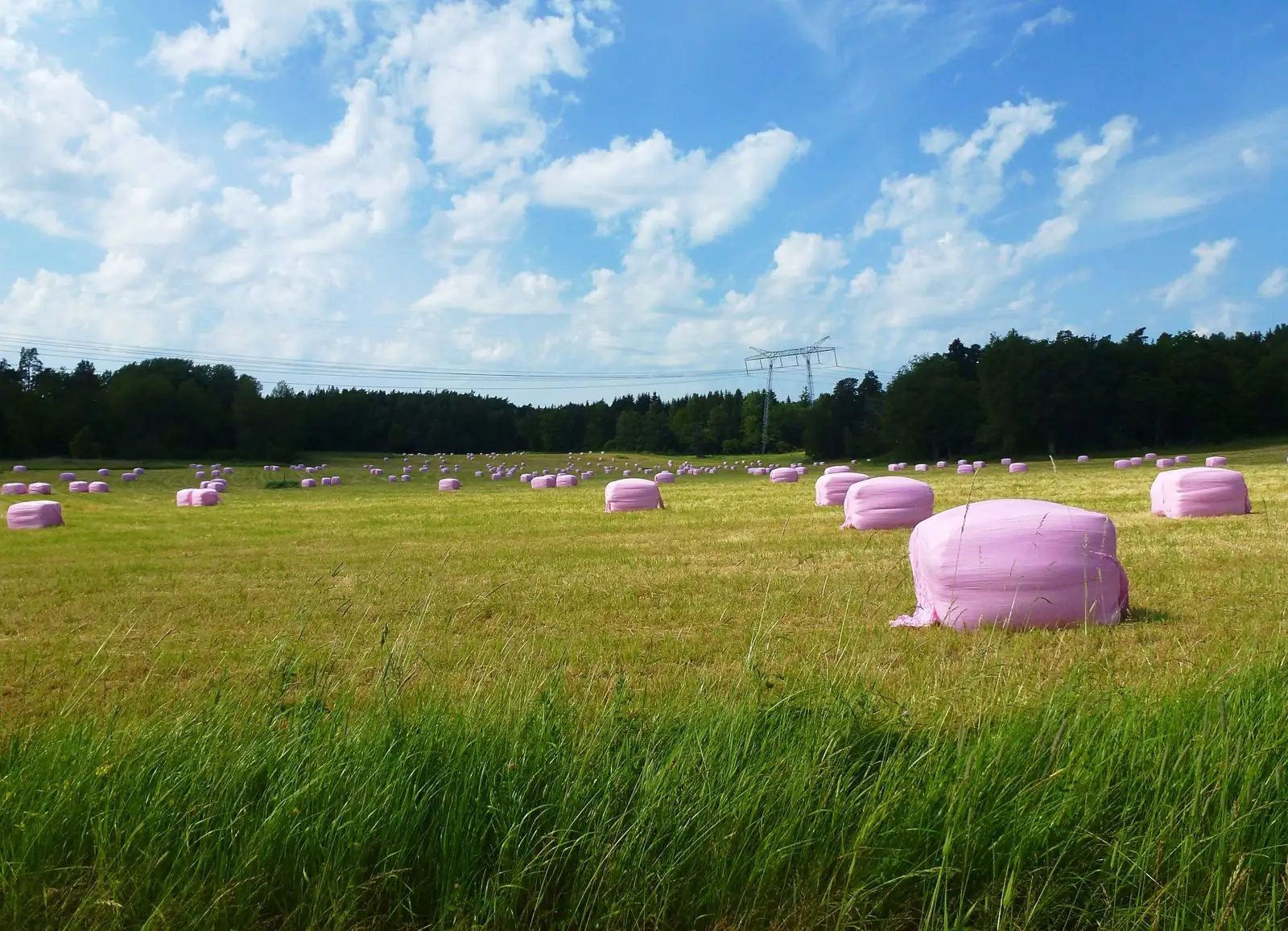 Höbalar på en äng i Salem