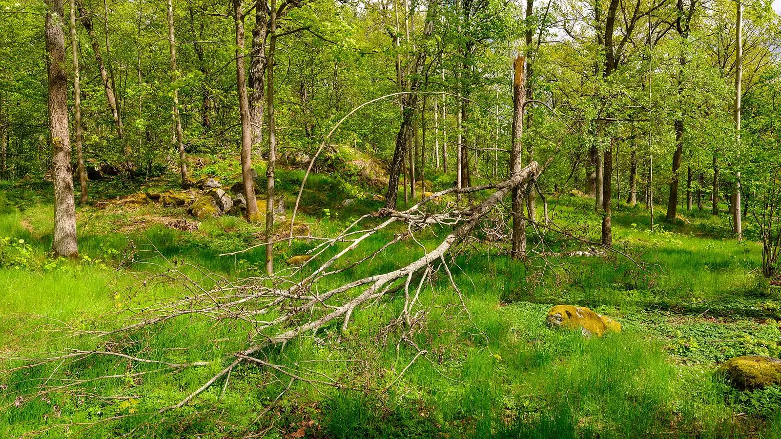 Grönska och skog på Södra Djurgården