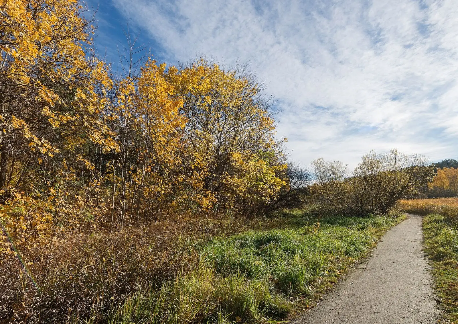 Promenadstig vid Råcksta träsk
