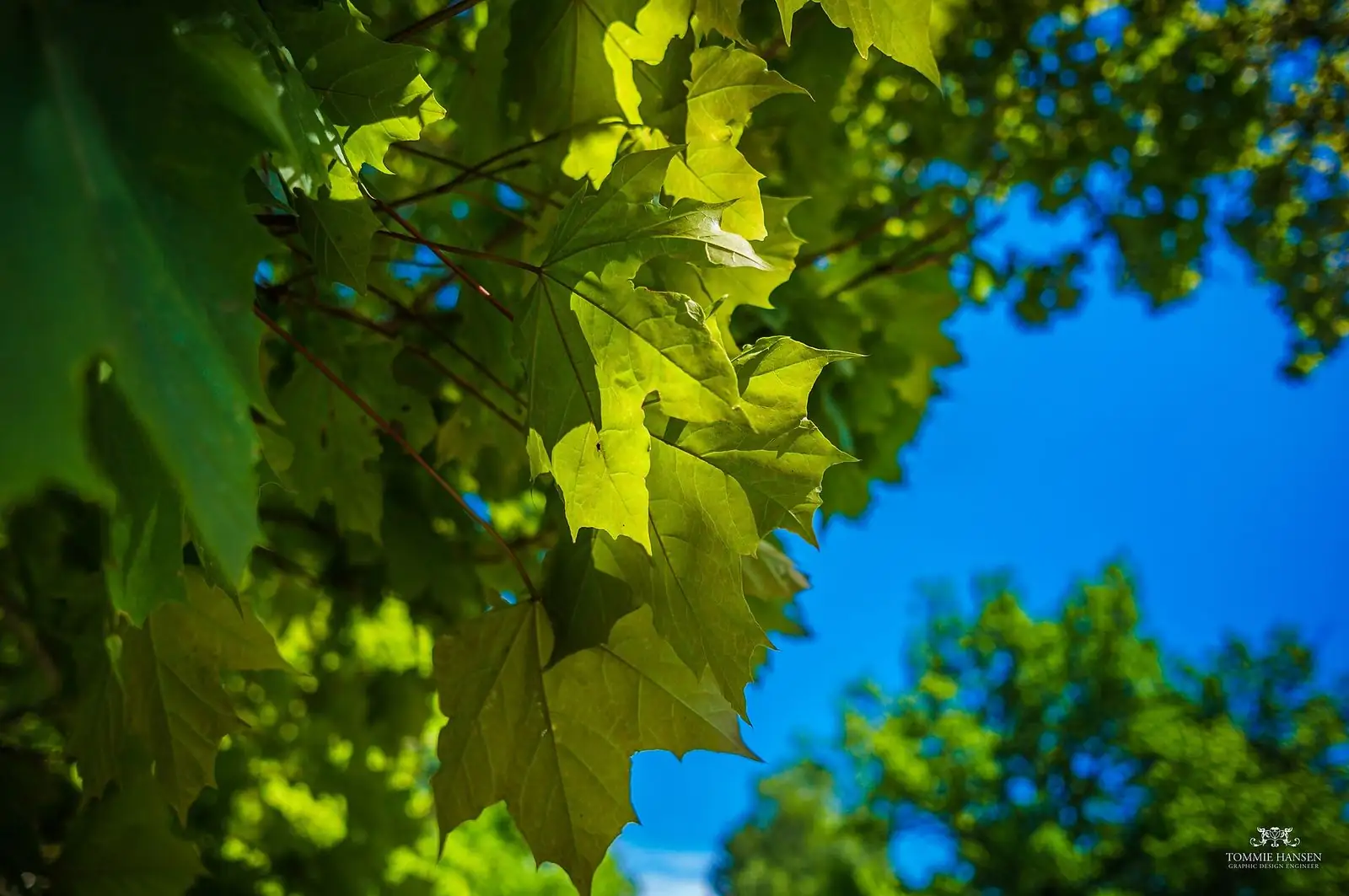 Grönska i Västertorp