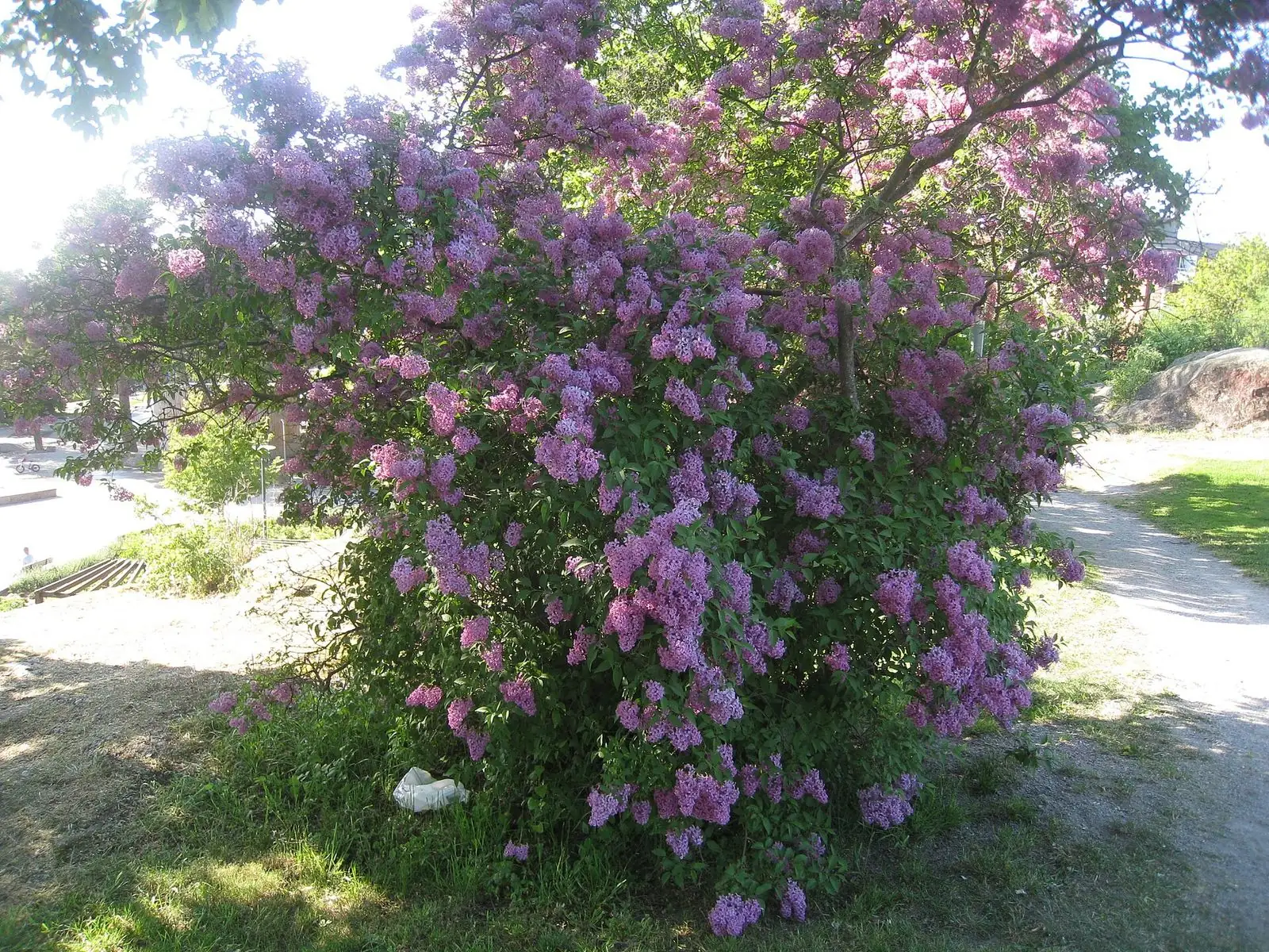 Blommande syren i Tornparken
