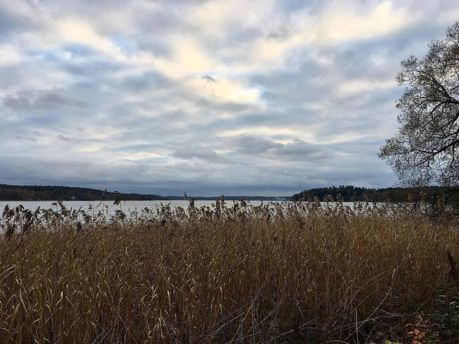 Vass och öppet vatten längs Mälarstranden