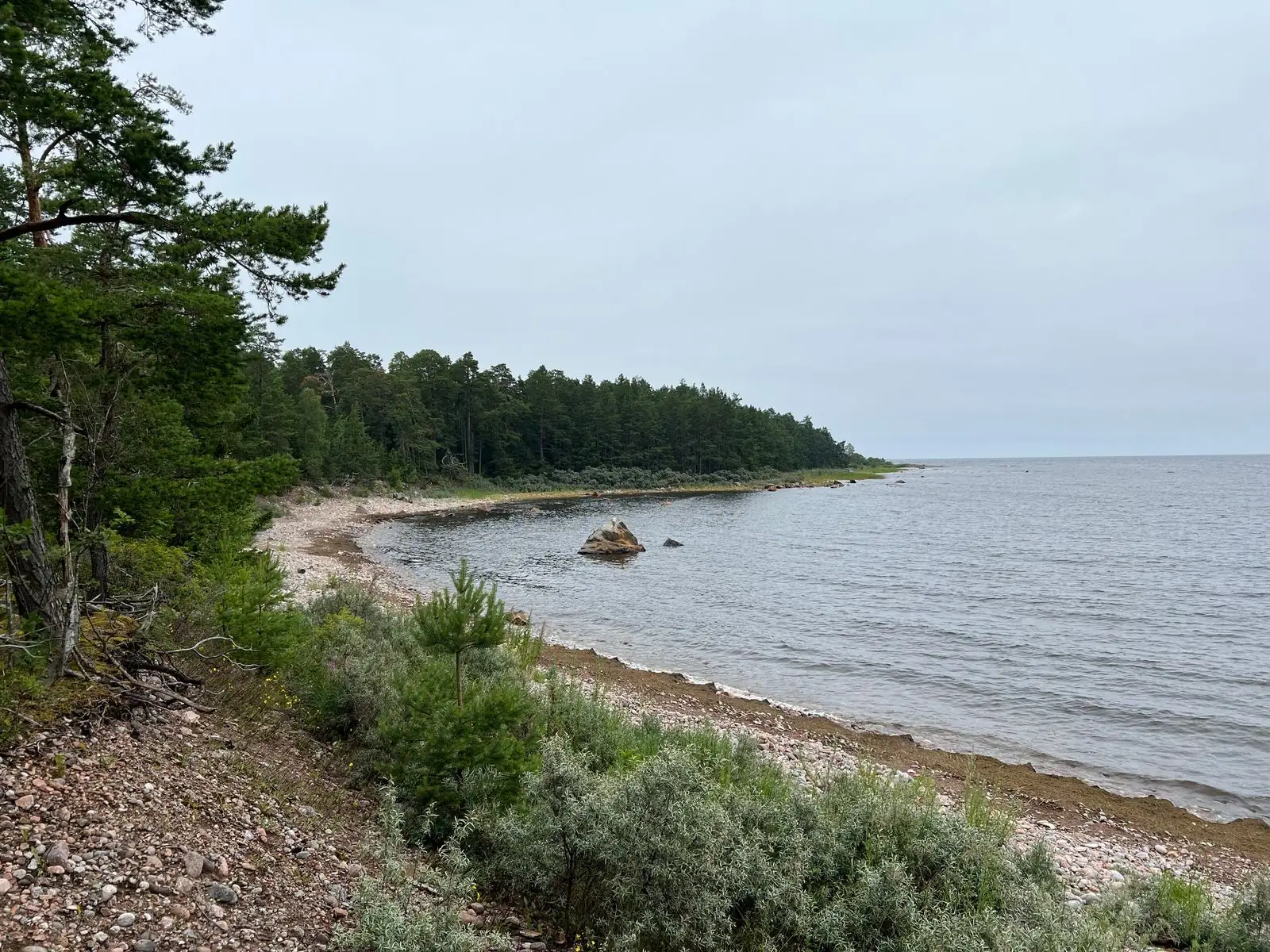Stenstrand och tallar vid havet på Billudden