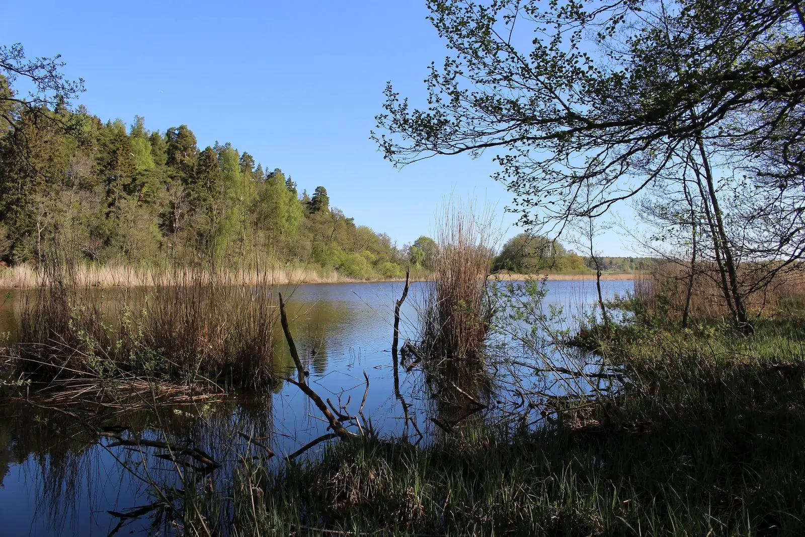 Vårgrön skog och vass speglar sig i Brantshammarssjön