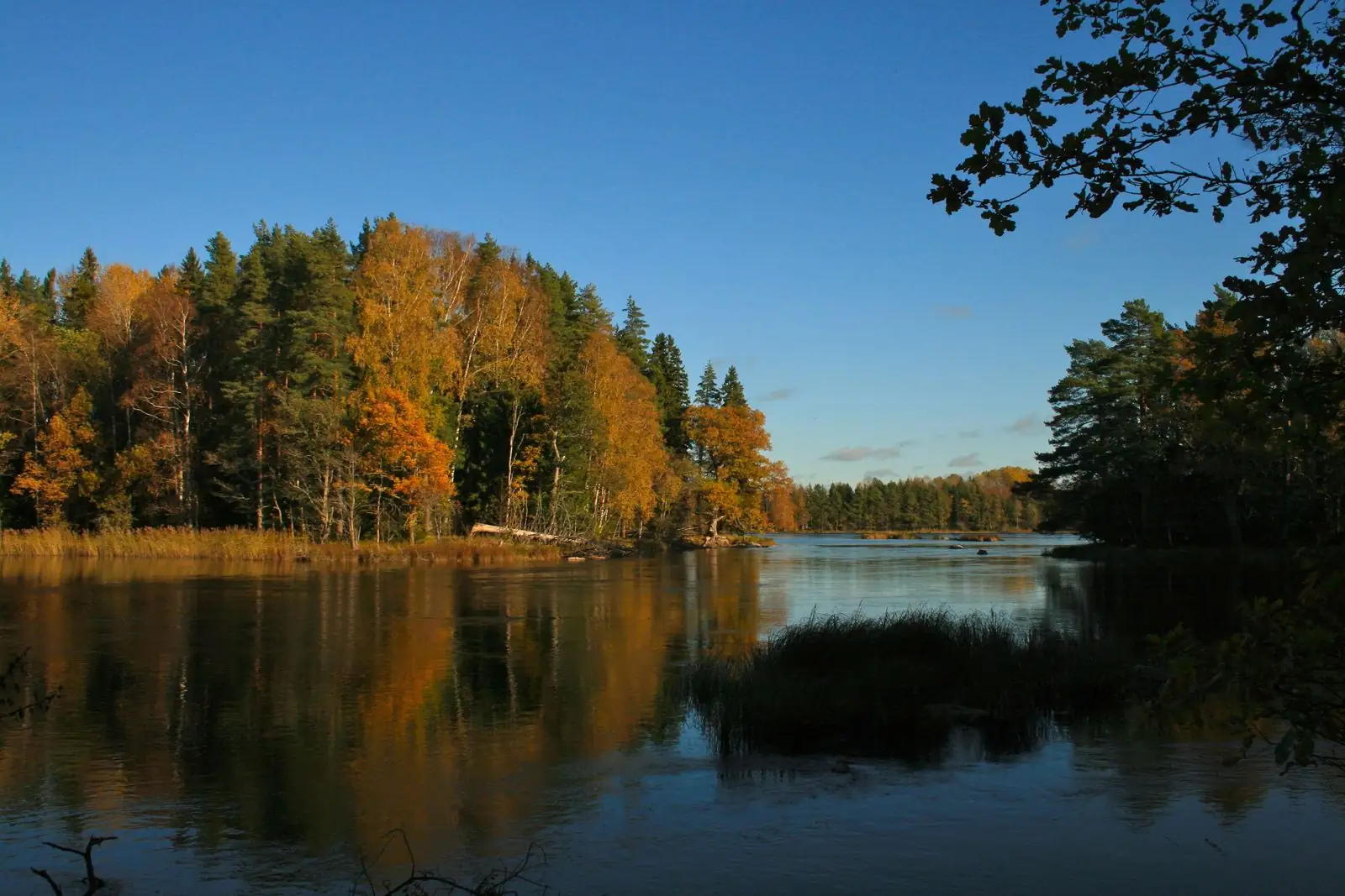 Höstfärgad skog vid stilla vatten i Färnebofjärdens nationalpark