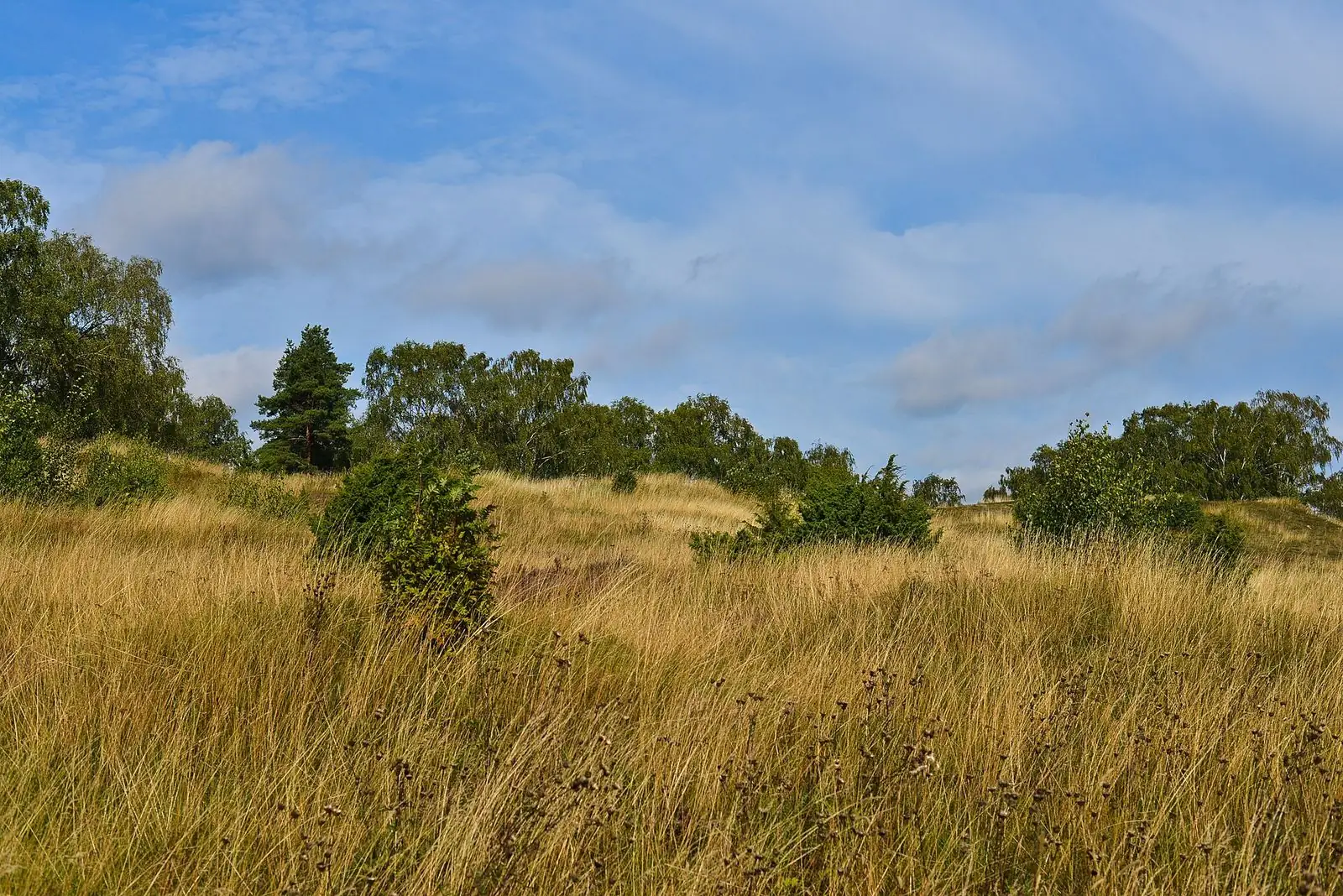 Kungshögarna i Gamla Uppsala i sensommargräs