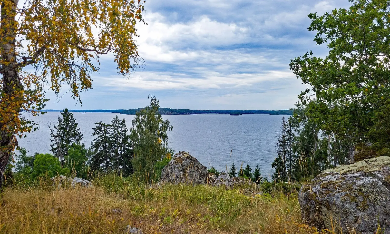 Sensommargräs och tallar på klipporna ovanför Mälaren vid Arnö