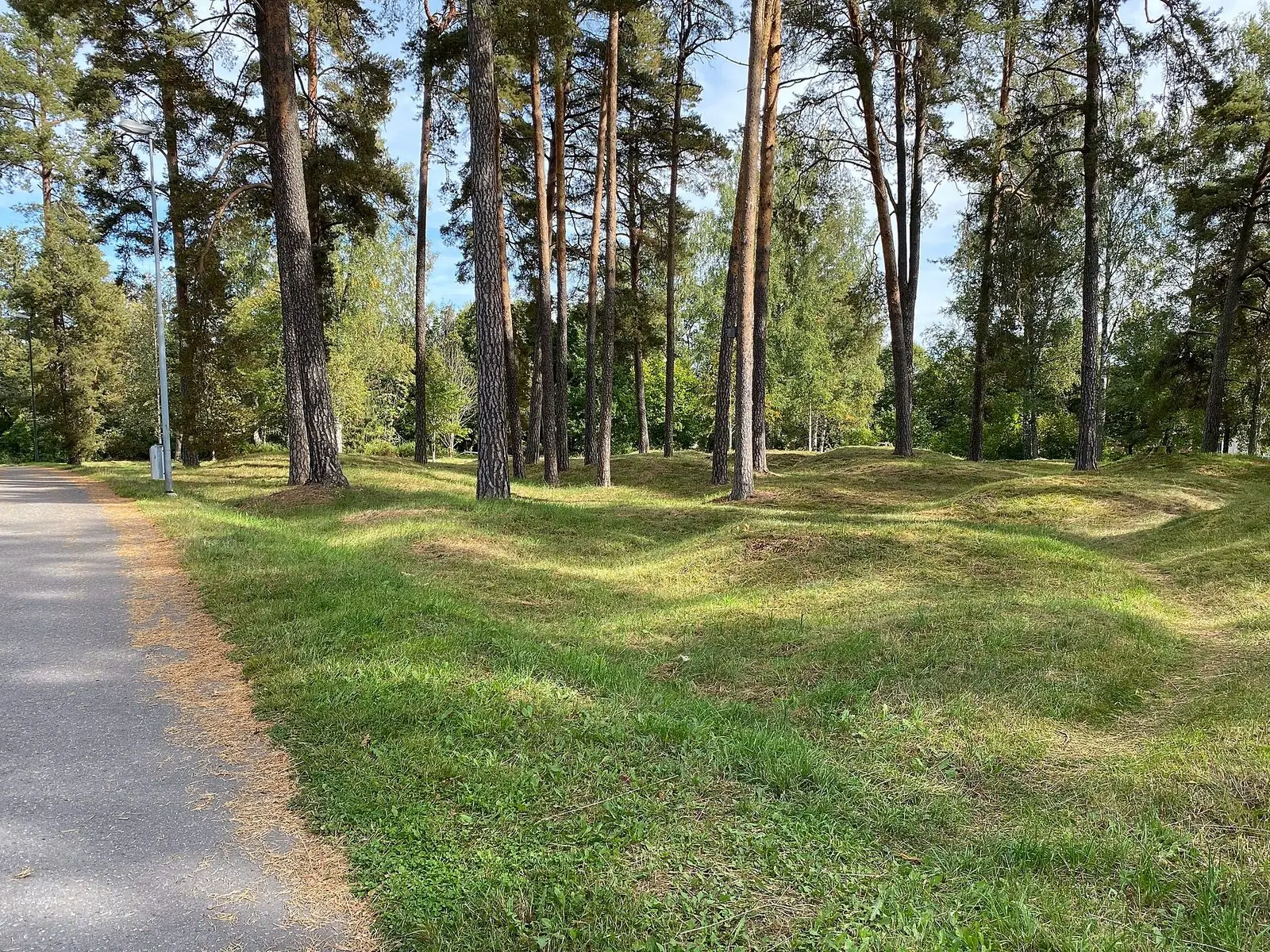 Gravfältet i Vingåker bland tallar
