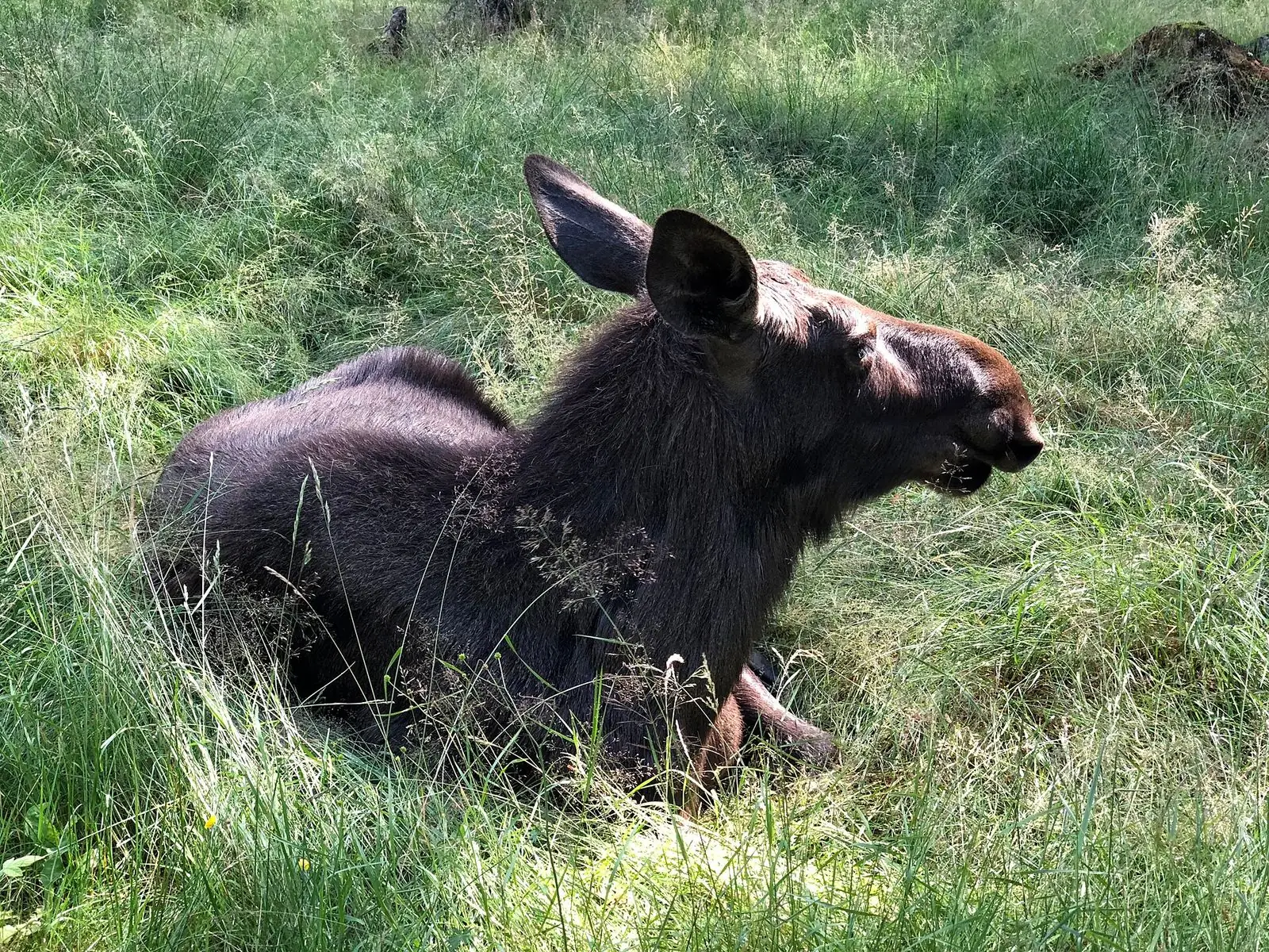 Älg i en älgpark i Markaryds kommun