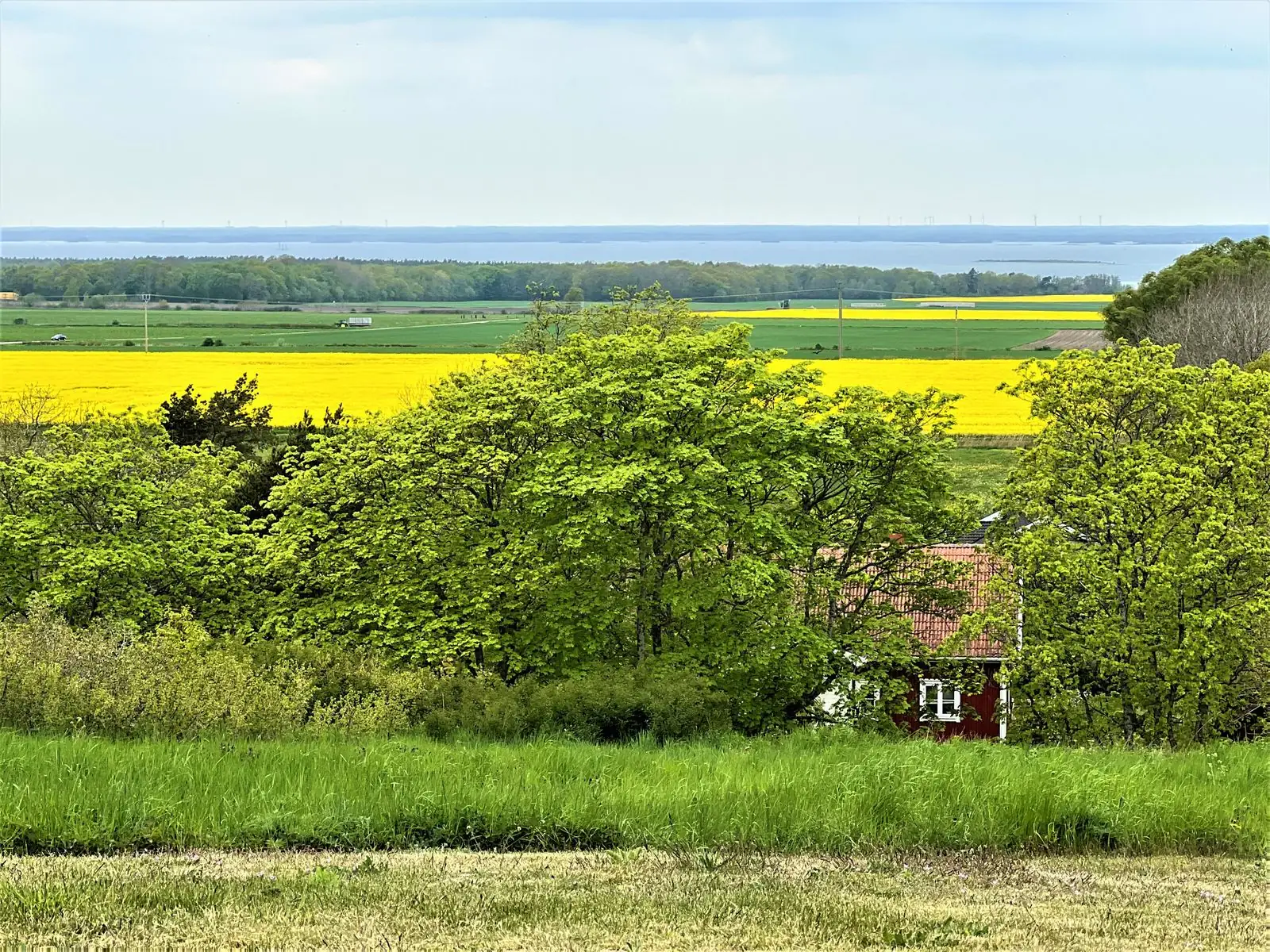 Rapsfält och Kalmarsund på södra Öland