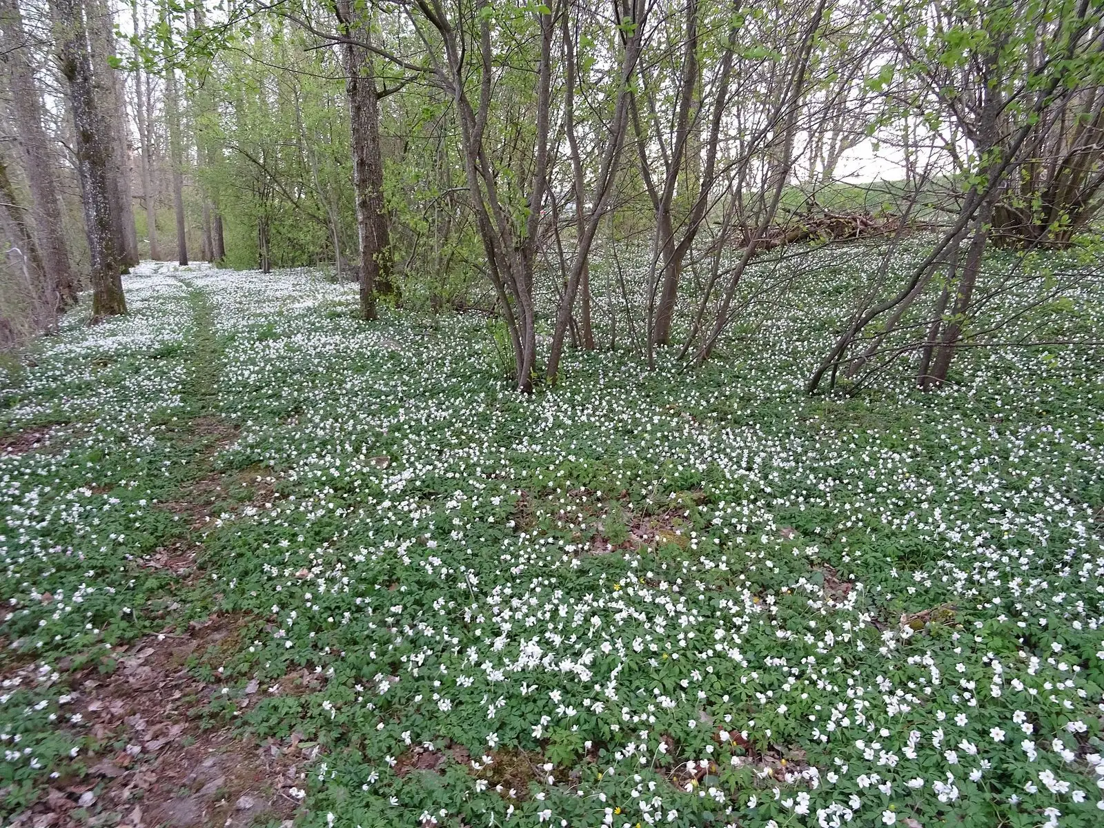 Vitsippor i lövskogen