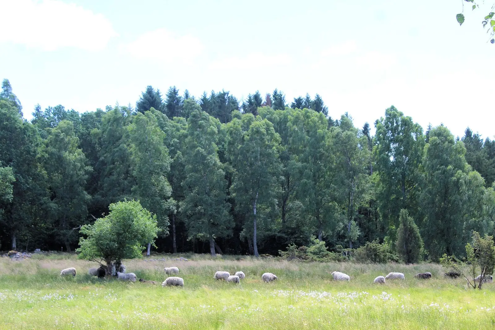 Ängar och skog i Örkelljunga