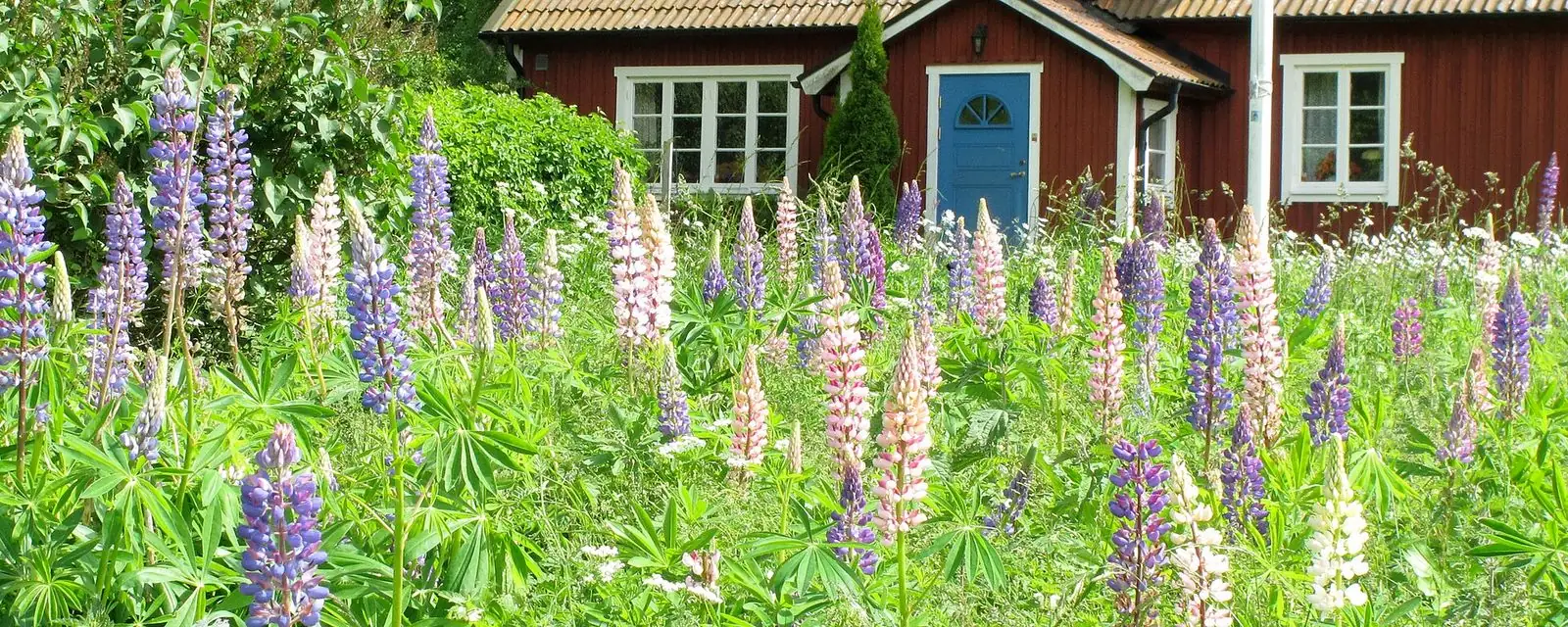 Hus med lupiner i Sjöbo