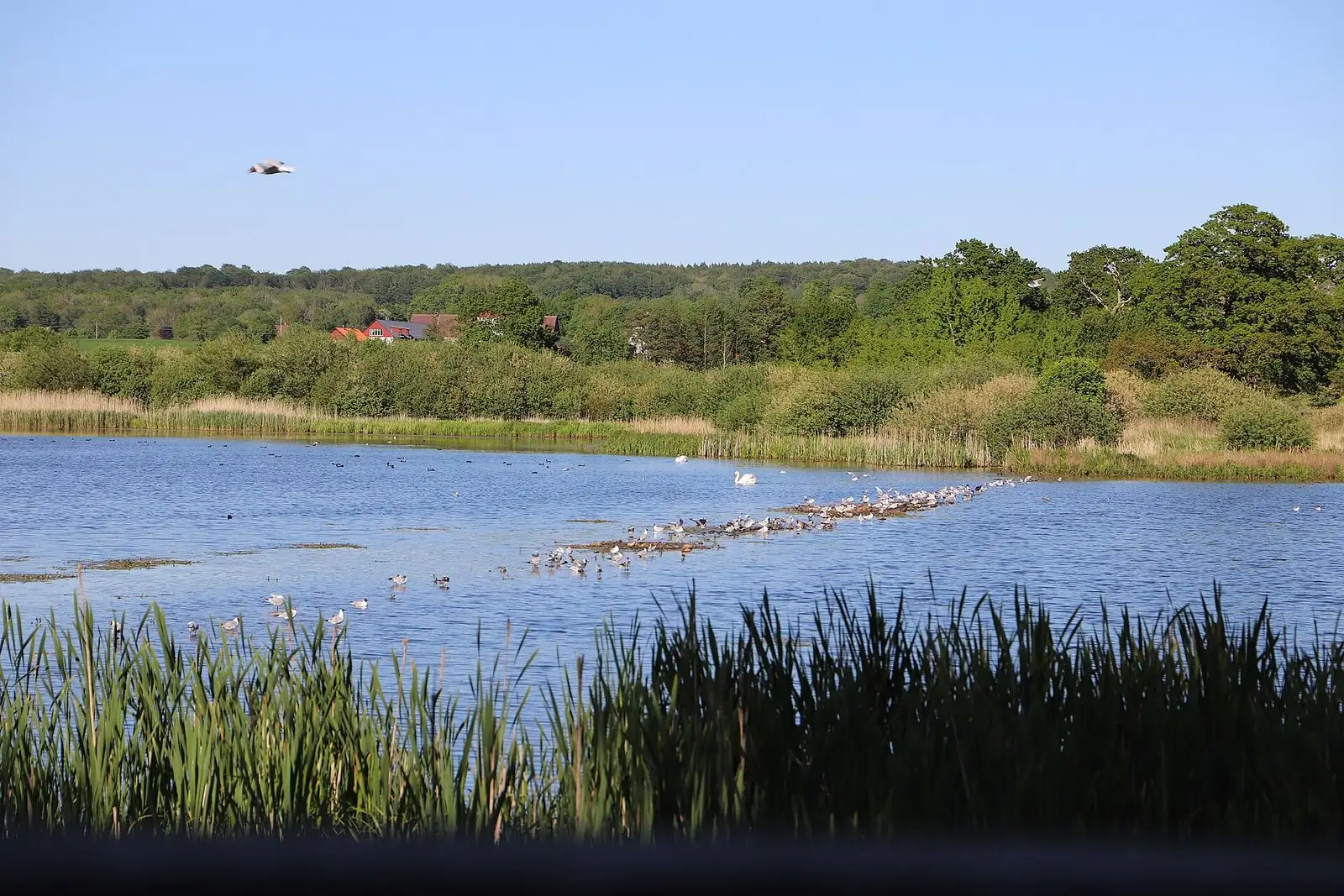 Ringsjön vid Hörby