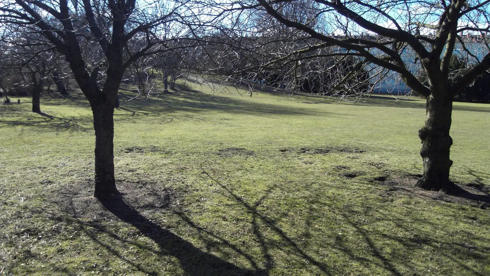 Gräsytor och träd i Ellstorpsparken