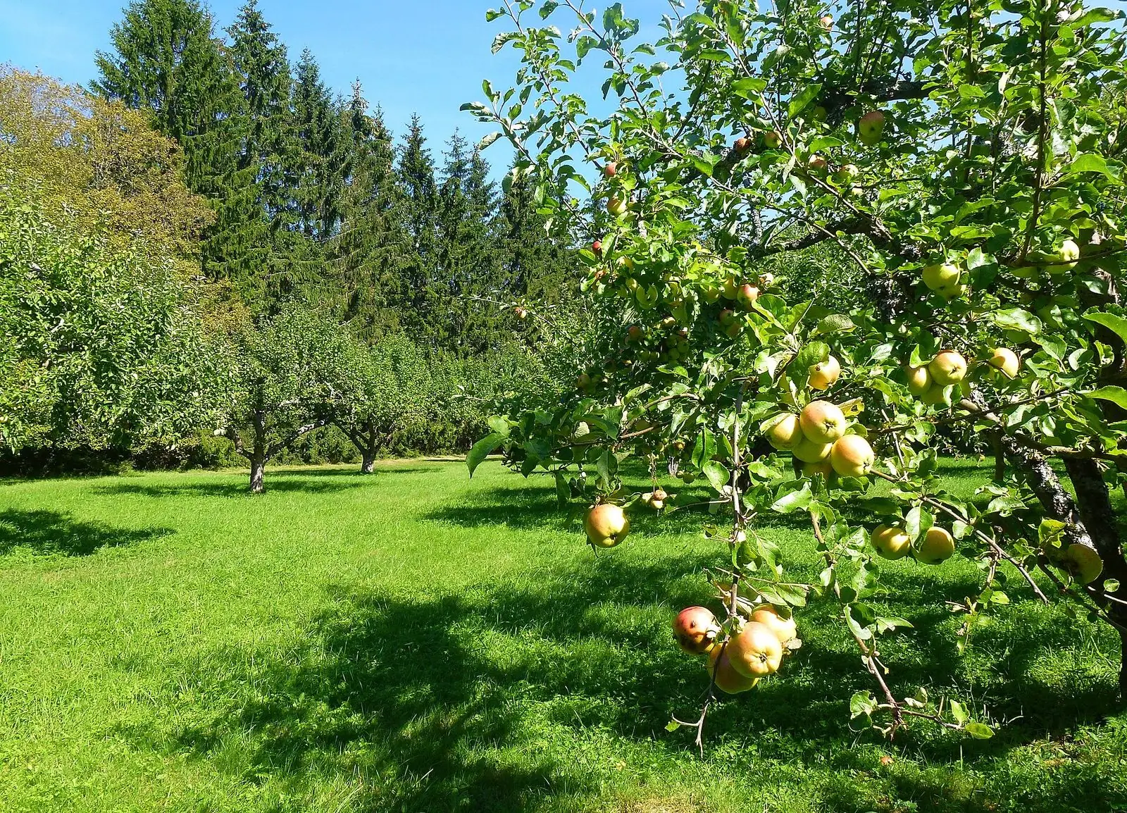 Fruktträd i Villa Lindängens park