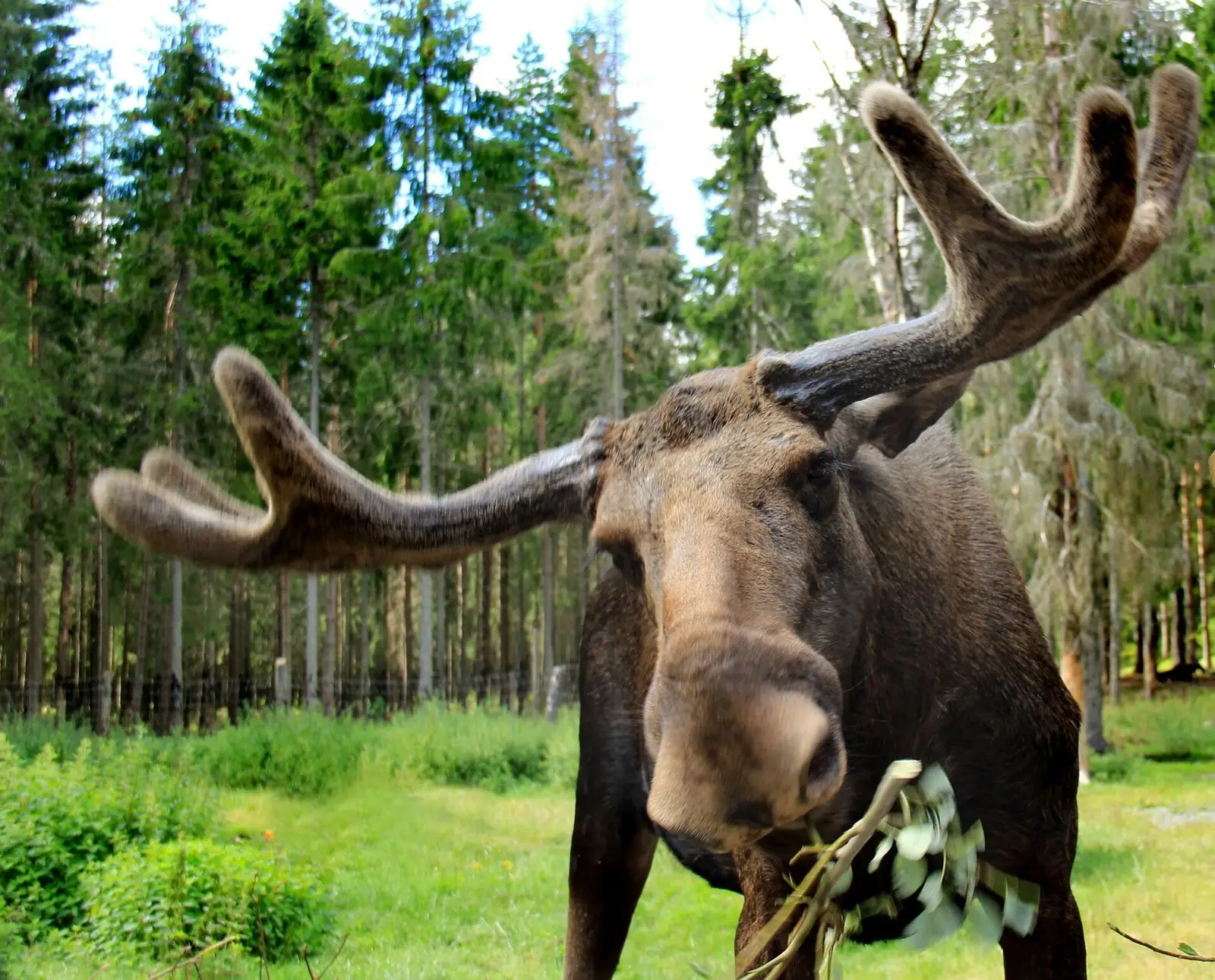 Älg i skogen