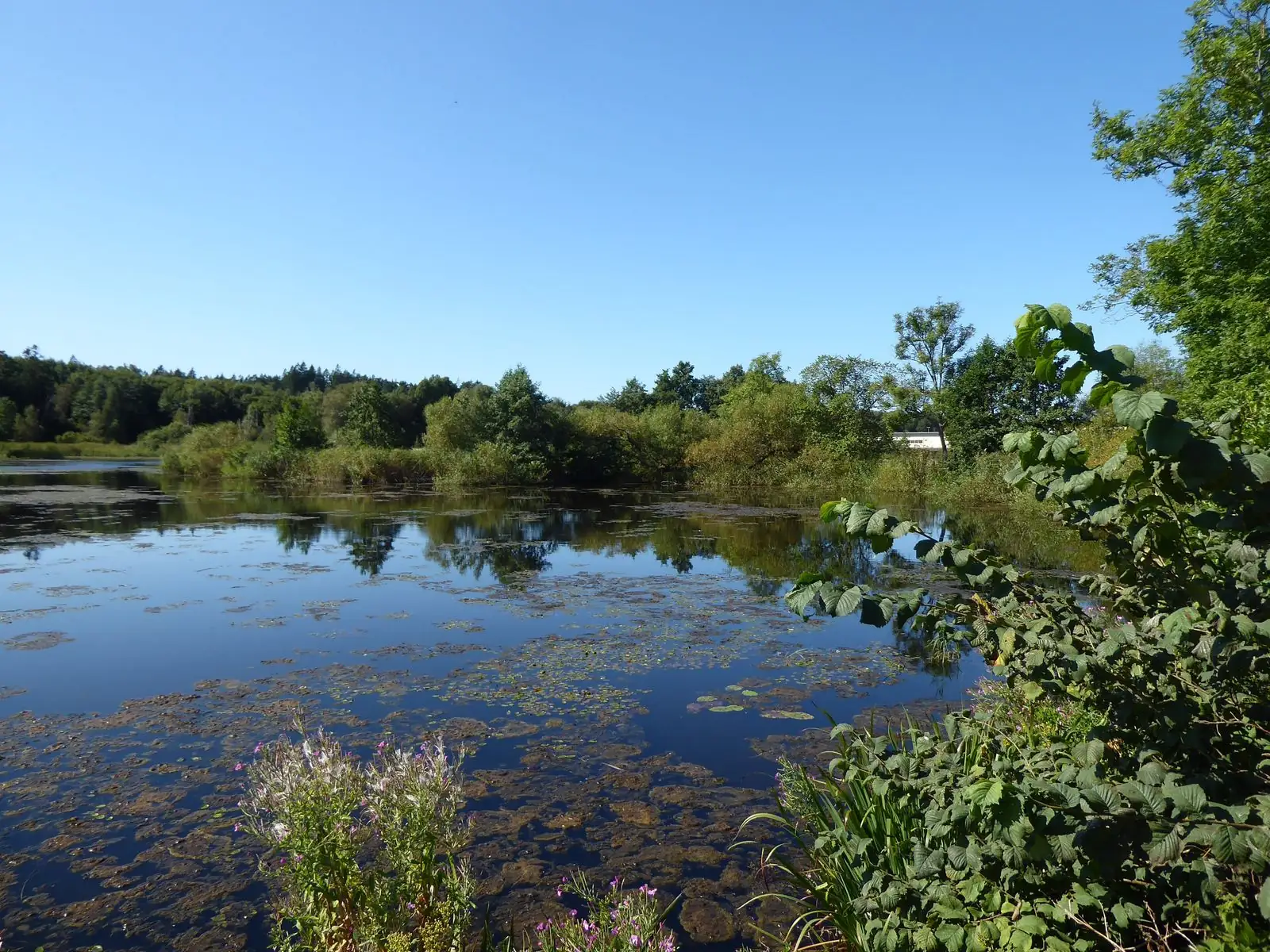 Holmdammen i Tuve en sommardag