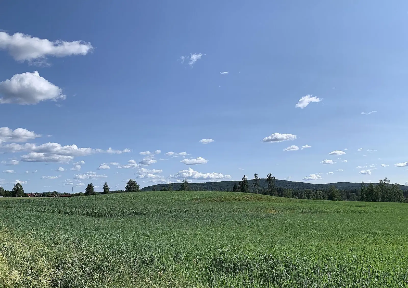 Fält och skog i Leksand