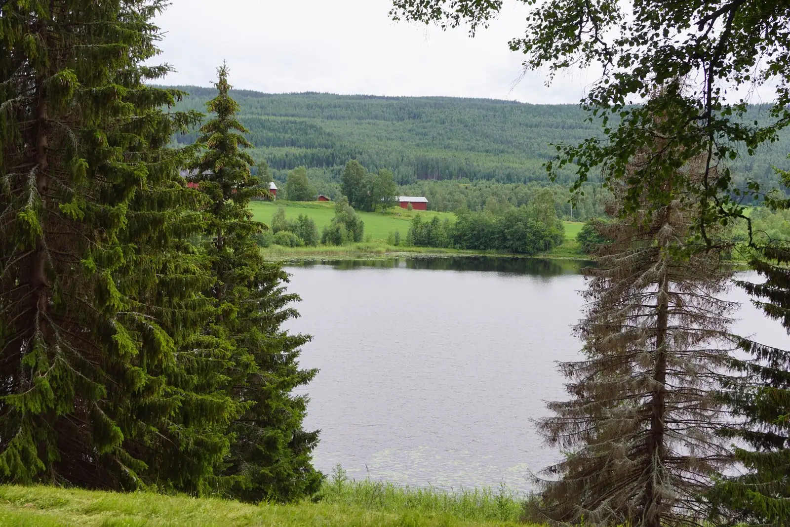 Sjö och skog vid Bollnäs