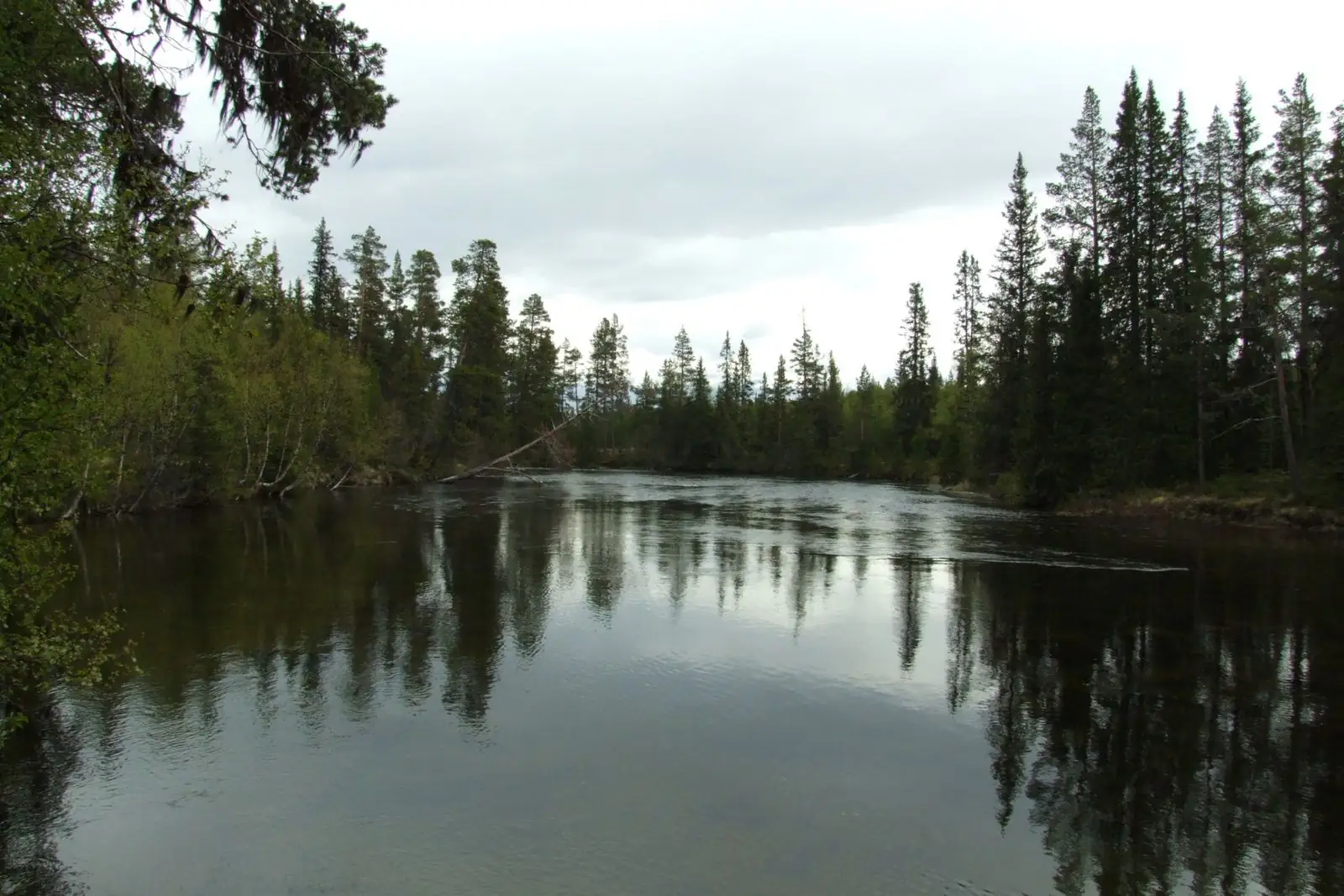 Skogssjö som speglar granarna