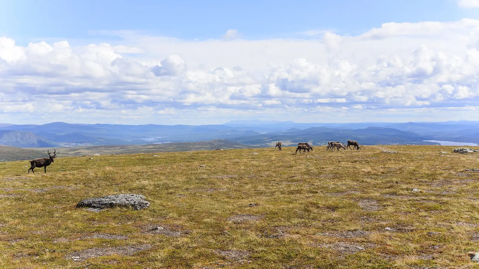 Renar på Hamrafjället