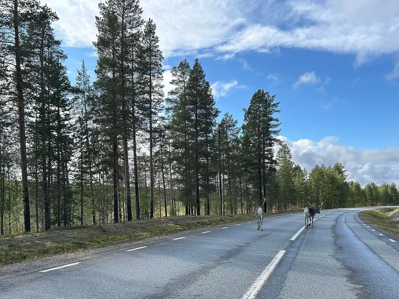 Renar på länsväg 370