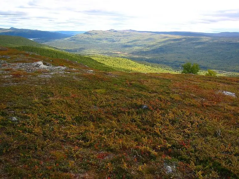 Fjällhed nordväst om Sorsele