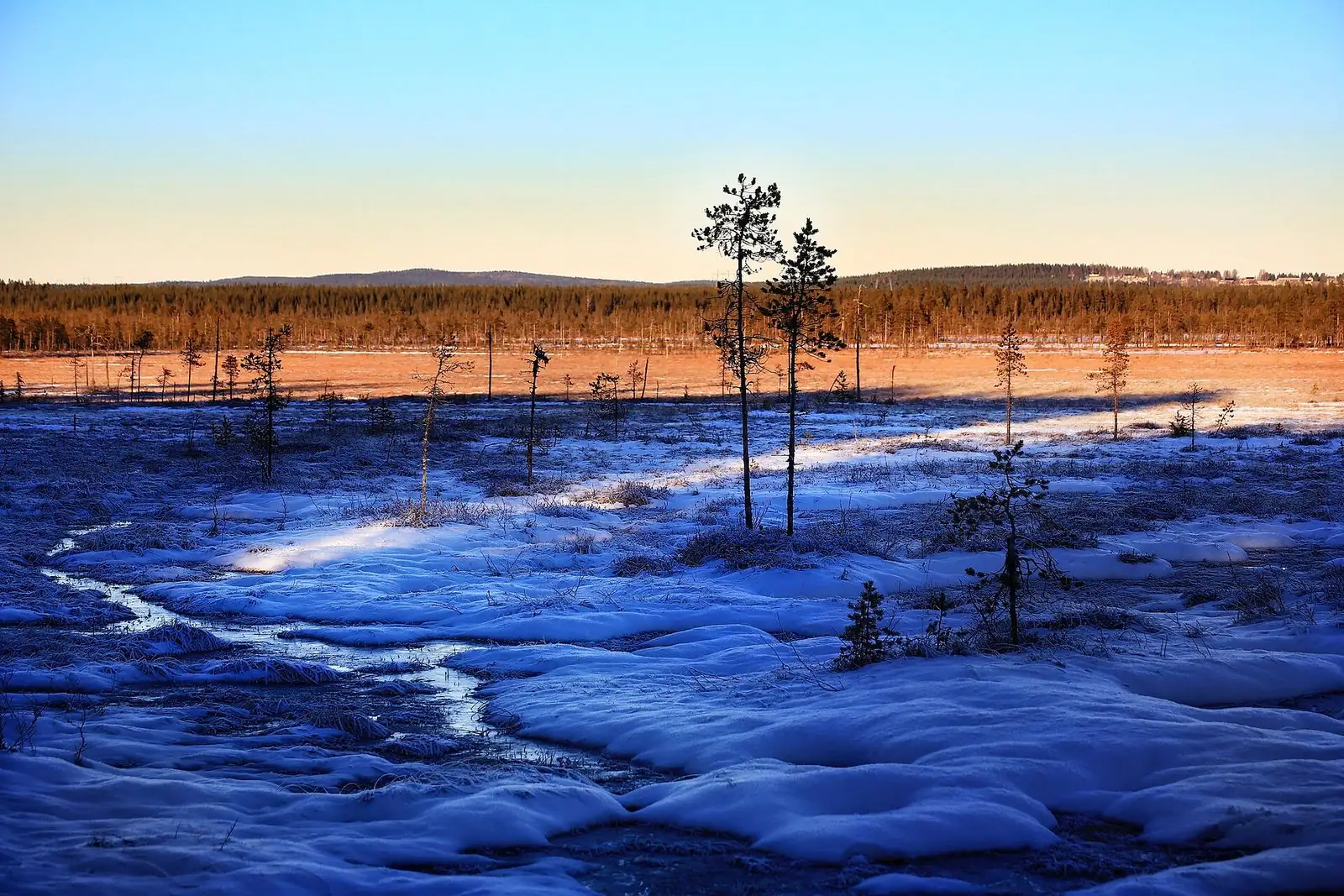 Myr och tallar i vinterkvällen