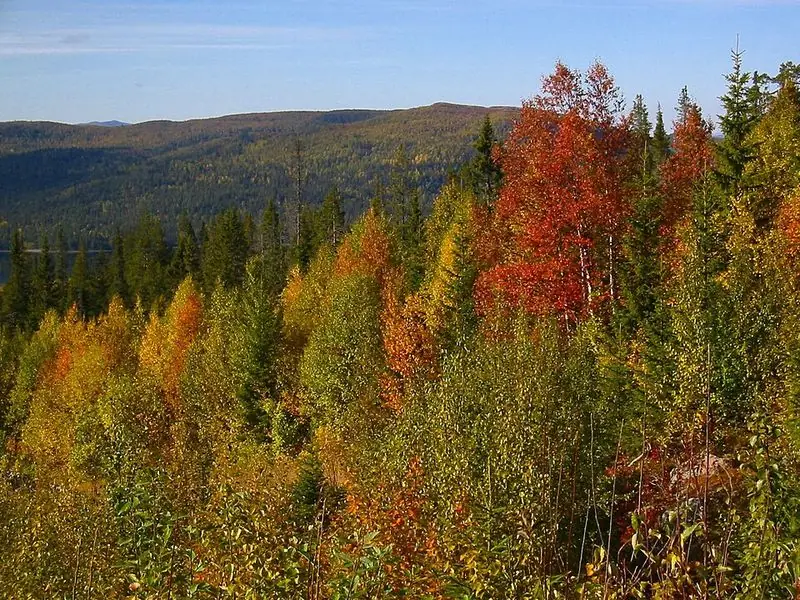 Fjällbjörk i höstfärger
